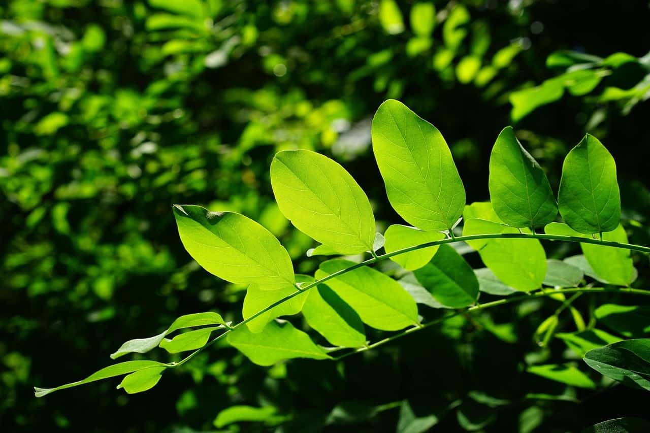 Green tree branch to represent green waste