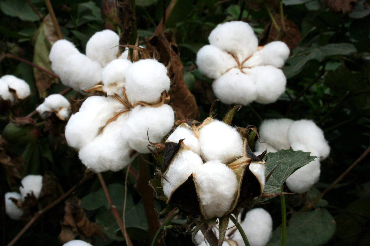 Close shot of a cotton plant