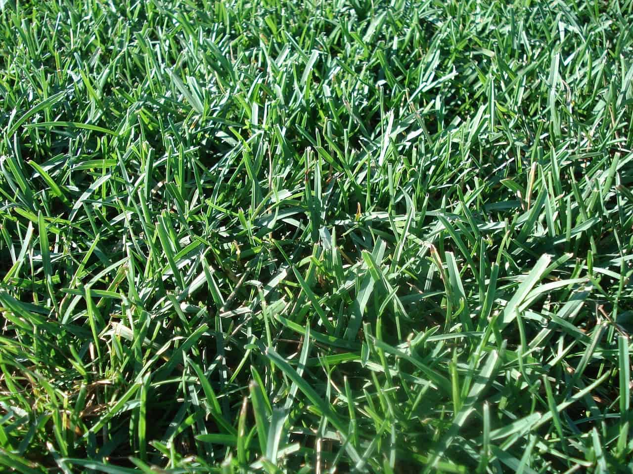 Lawn turf