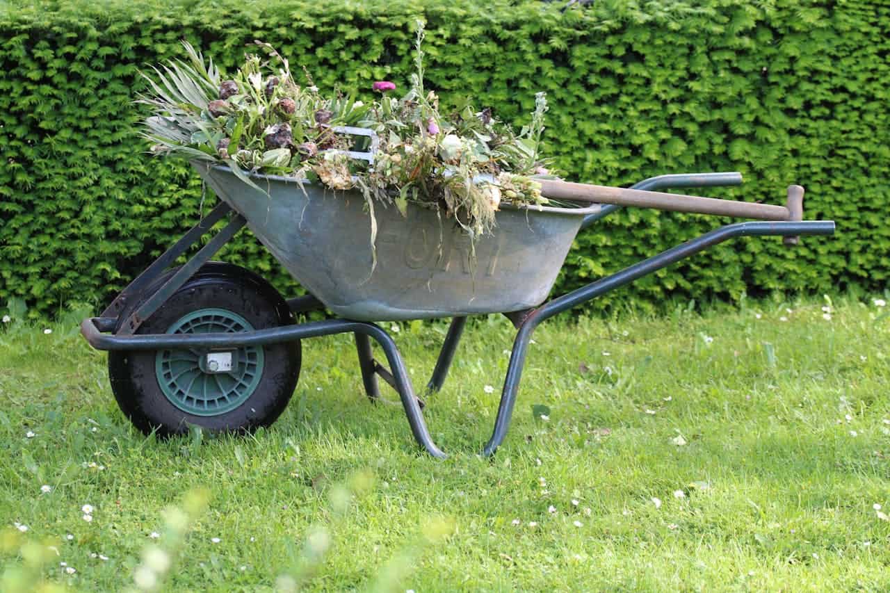 Wheelbarrow full of green waste from landscaping or garden project