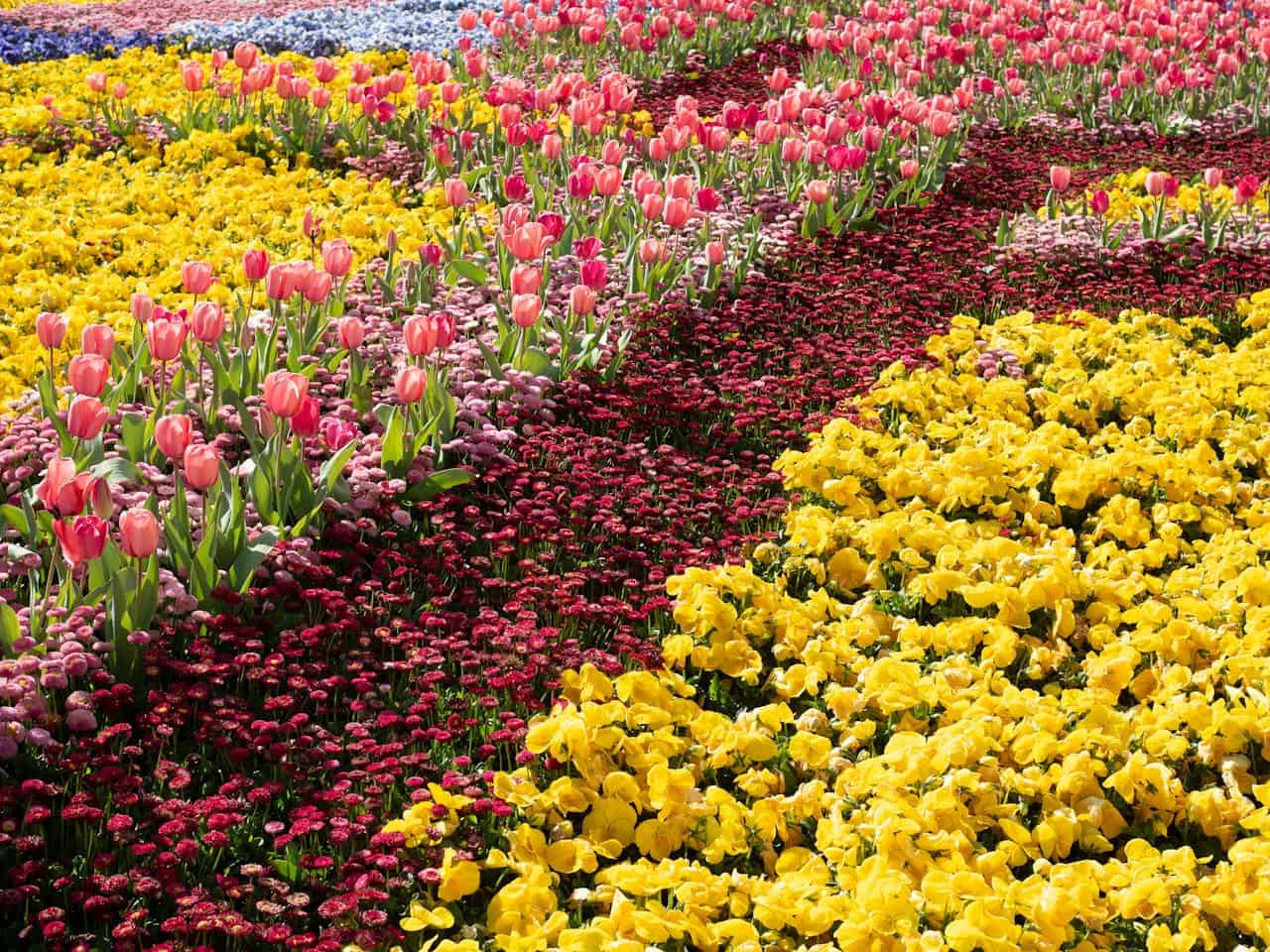 Colourful flower beds made up of tulips and other flowers